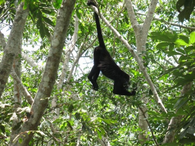  Fauna selvatica nella giungla 